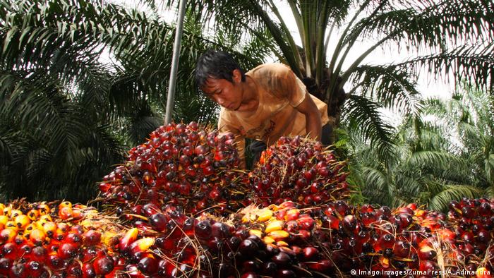 A male worker seen collecting palm oil fruits