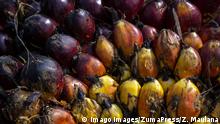 July 22, 2019 – Lhokseumawe, Aceh, Indonesia - Stack of palm oil fruit after loading by workers at palm oil business shelters in Lhokseumawe, Aceh province, Indonesia. In Aceh the normal price of palm oil fruit is 1,600 IDR per kilogram has now fallen to 700 IDR. Data from Indonesian combined palm oil businessman or (Gapki), the decline was caused by the fall in FOB CPO prices currently around US $ 470 per Metric Tonnes (MT) and refined, bleached and deodorized palm oil in the range of US $ 500 per MT. This price is expected to last until the end of the year.