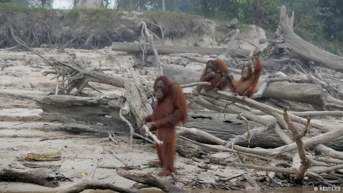 Los incendios forestales de un mes en las regiones indonesias de Sumatra y Borneo destruyeron más de 40.000 hectáreas este año. Los orangutanes amenazados de extinción murieron, y los que sobrevivieron tienen un hábitat muy reducido.