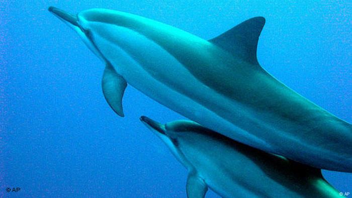 Dos delfines en el mar (AP).
