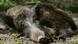 Wild boar asleep Wild boar asleep