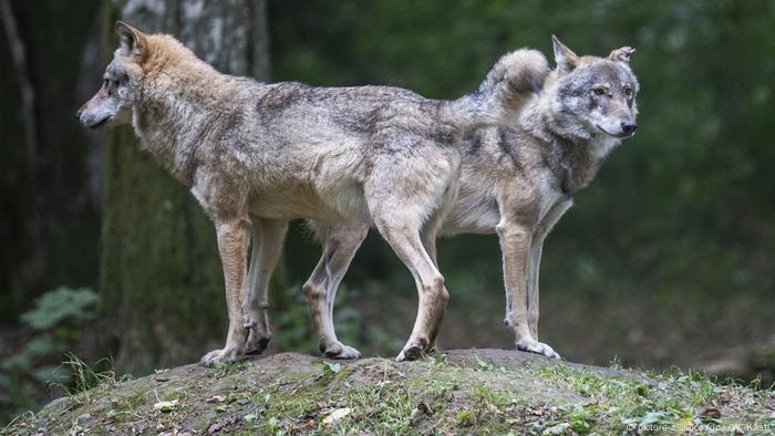 Parlamento Polaco Aprueba Ley Sobre Derechos De Animales Europa Al Dia Dw 18 09 2020