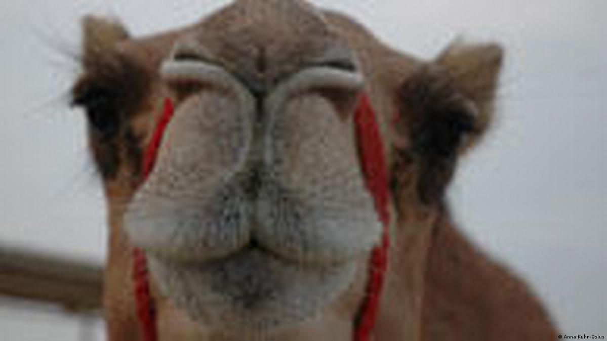Dubai sucht das Super-Kamel – DW – 05.02.2010
