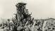 Dahau, april 1945: Logoraši slave oslobođenje