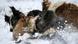 A file photo of a wolf biting a wolfhound as he is attacked by dogs during a hunting contest outside Almaty, Kazakhstan A file photo of a wolf biting a wolfhound as he is attacked by dogs during a hunting contest outside Almaty, Kazakhstan