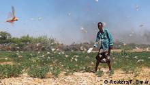 A Somali farmer walks within desert locusts in a grazing land on the outskirt of Dusamareb in Galmudug region, Somalia December 21, 2019. REUTERS/Feisal Omar