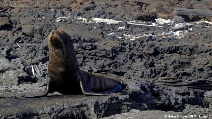 Foto de una foca en las islas Galápagos.