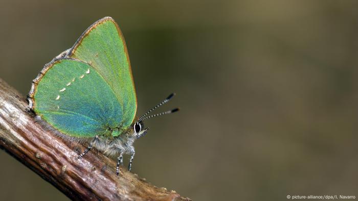Brombeerzipfelfalter, Brombeer-Zipfelfalter, Gruener Zipfelfalter, Callophrys rubi, Green hairstreak (picture-alliance/dpa/I. Navarro)