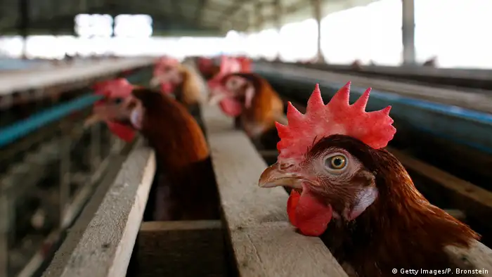 Thailand - Hühnerfarm - Chicken (Getty Images/P. Bronstein)