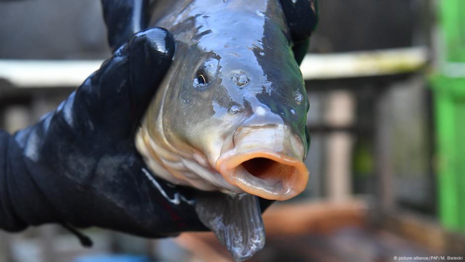 Christmas Carp Causes Car Crash In Czech Republic News Dw 25 12 2019