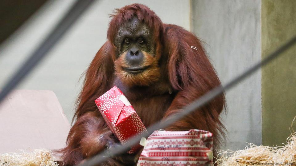 Orangutan at Germany's Allwetter Zoo cleans the windows