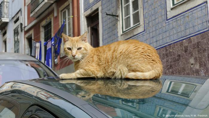 Un chat se repose sur le toit d'une voiture