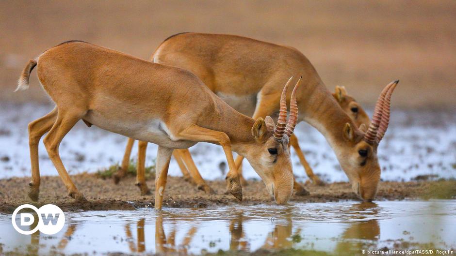 Wieder Babys – Massensterben der Saiga-Antilopen zu Ende