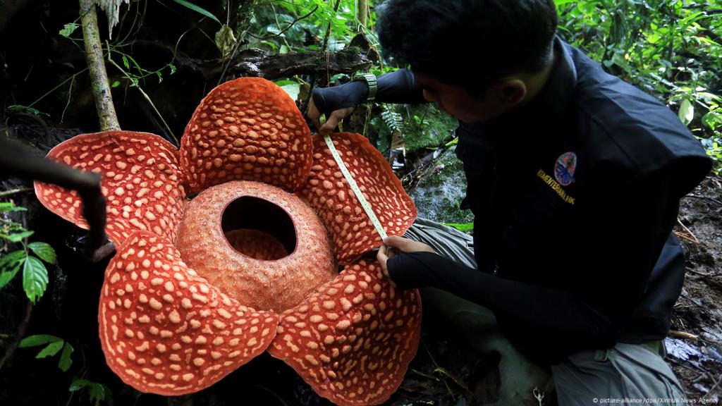 Sudah Mekar Sempurna Bunga Rafflesia Di Sumatera Barat Ini Jadi Yang Terbesar Di Dunia Indonesia Laporan Topik Topik Yang Menjadi Berita Utama Dw 02 01 2020