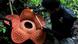 Rafflesia Blume Blüte Indonesien Rafflesia Blume Blüte Indonesien