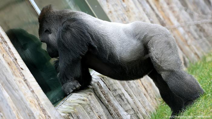 German Apes Likely Traumatized After Animal Deaths In Krefeld Zoo Fire Germany News And In Depth Reporting From Berlin And Beyond Dw 02 01 2020