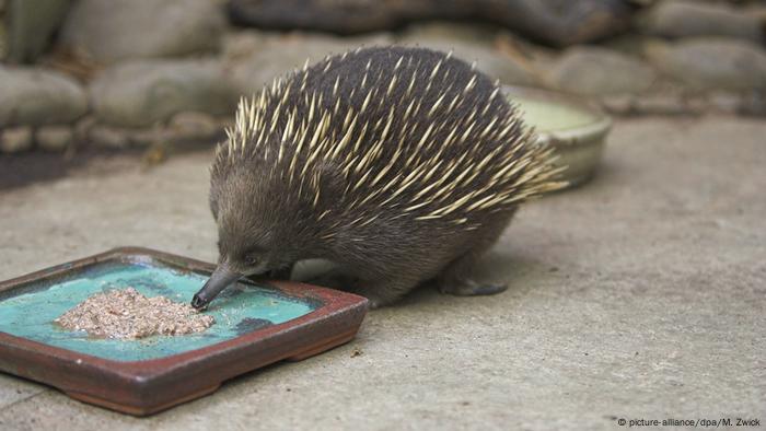 Short-beaked Echidna 