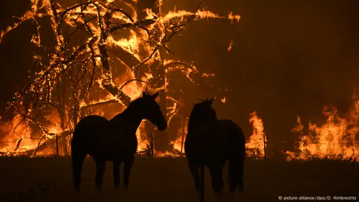 Buschbrände in Australien (picture-alliance/dpa/D. Himbrechts)