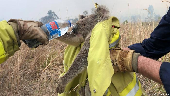 Спасенная от огня коала