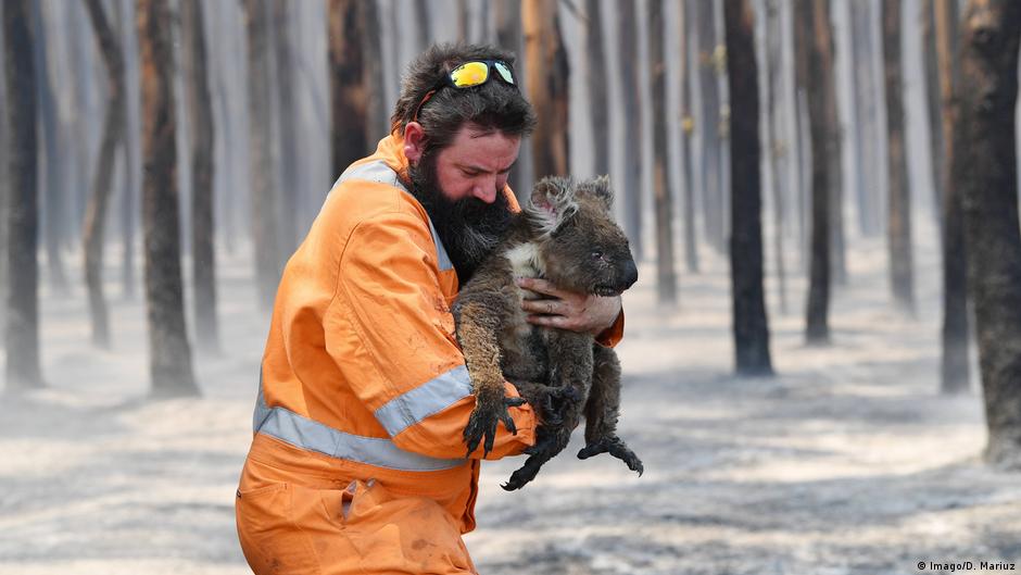 Koala dan Walabi Terancam Punah Akibat Kebakaran di Australia 