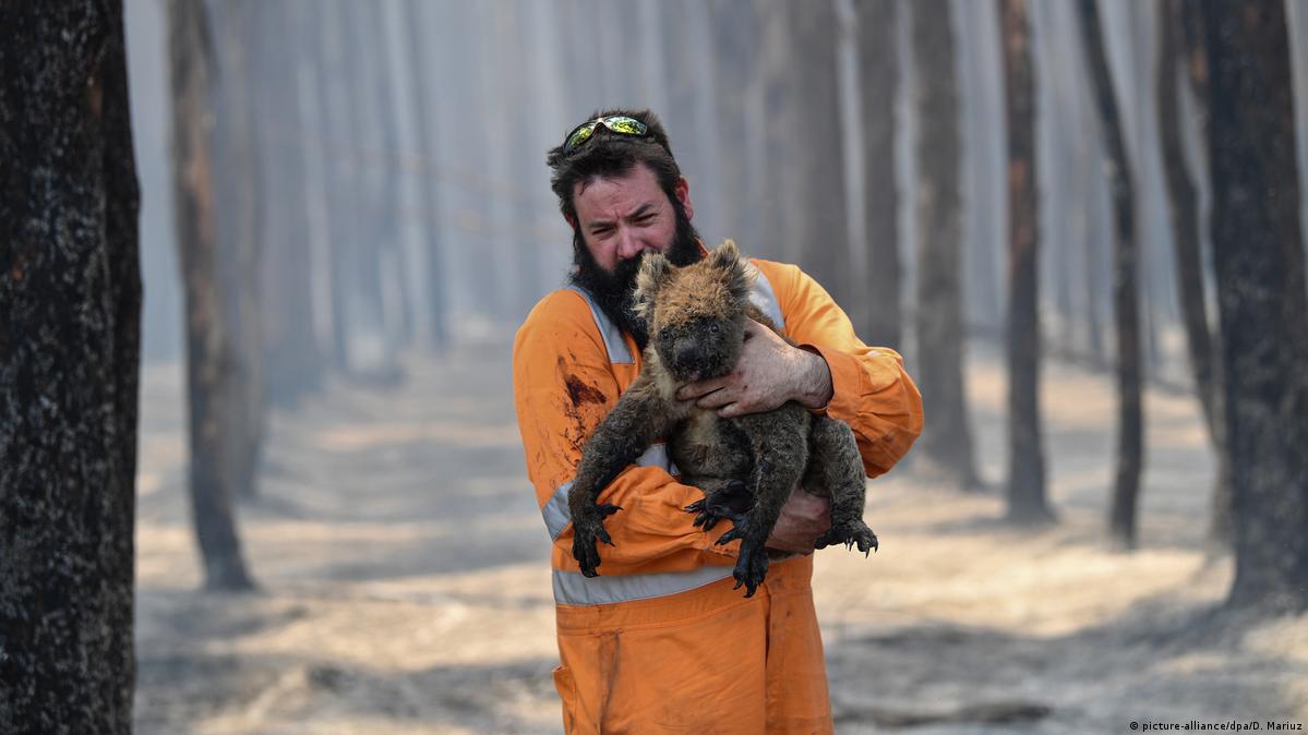 Study says Australia's bushfires harmed 3 billion animals – DW – 07/28/2020
