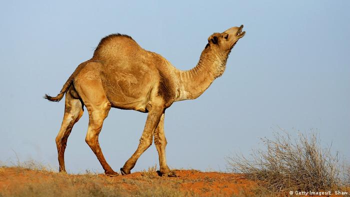Wilde Kamele in Australien