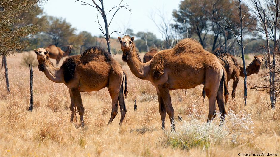 uheldigvis honning Kinematik Australia to cull 10,000 camels with snipers amid drought concerns | News |  DW | 09.01.2020