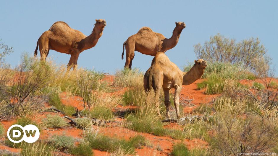 Austrália vai matar 10.000 cavalos selvagens, Ambiente