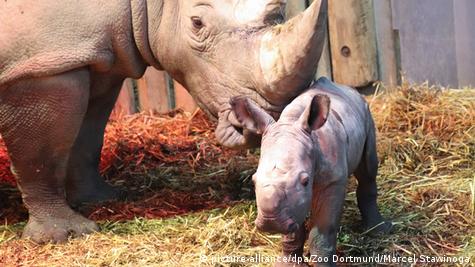 Dortmund Zoo welcomes baby rhino