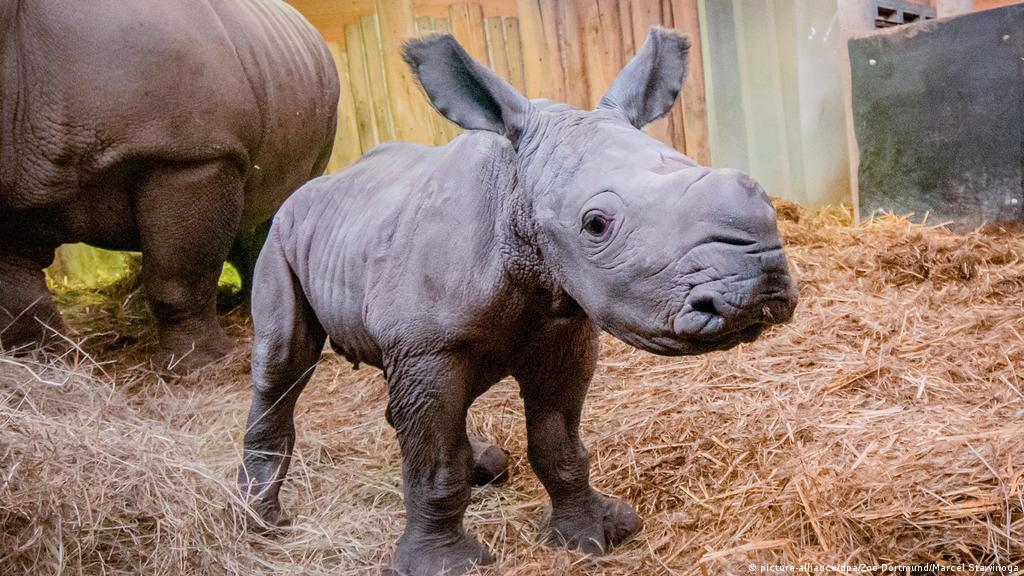 rhinoceros baby