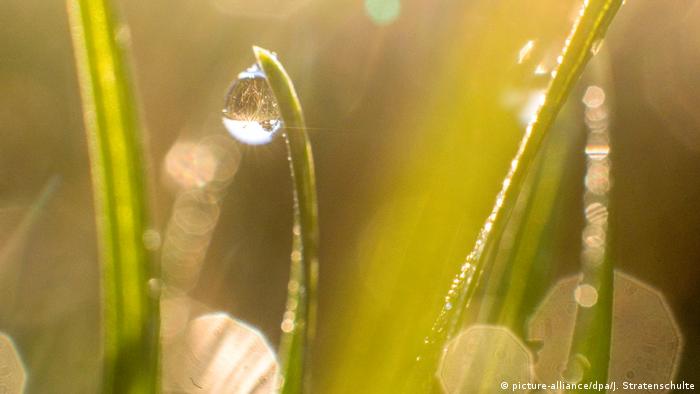 dew drop on blade of grass (picture-alliance/dpa/J. Stratenschulte)