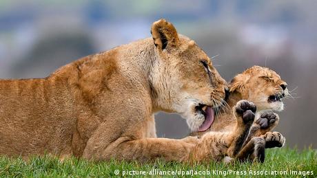 Einen Löwenmutter leckt ihr Junges ab 
