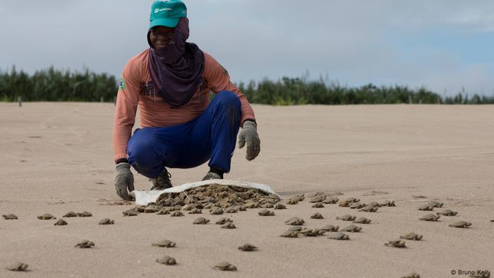 En Manariã, cerca de 60 mil crías son liberadas a la naturaleza cada año.