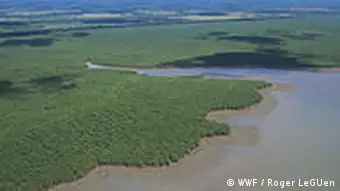 红树林可以保护岛岸人类生存