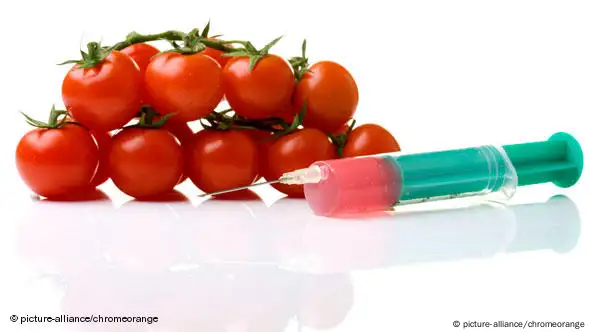 Symbolbild gentechnisch veränderte Tomaten. Neben einer Tomatenrispe liegt eine Spritze (Foto: picture-alliance /chromeorange)
