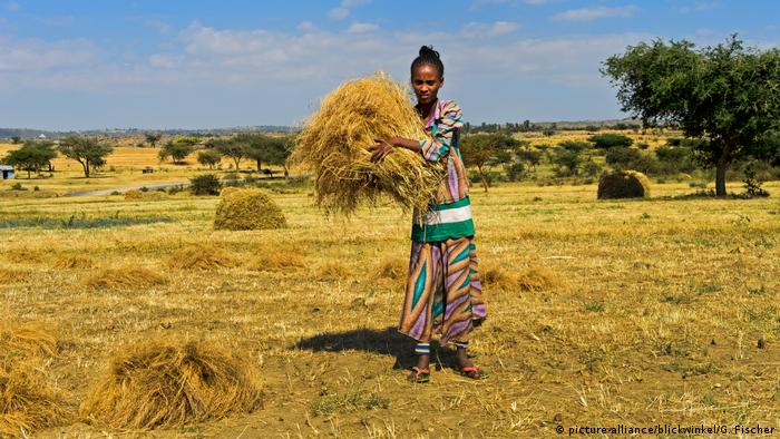 Agricultores da Etiópia cultivam o grão Eragrostis tef há milhares de anos. No entanto uma companhia holandesa detém a patente sobre o cereal processado