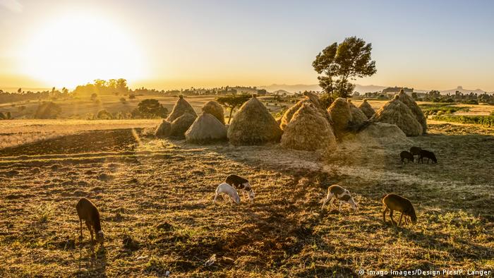 Äthiopien Ziegen und Teff im Sonnenuntergang
