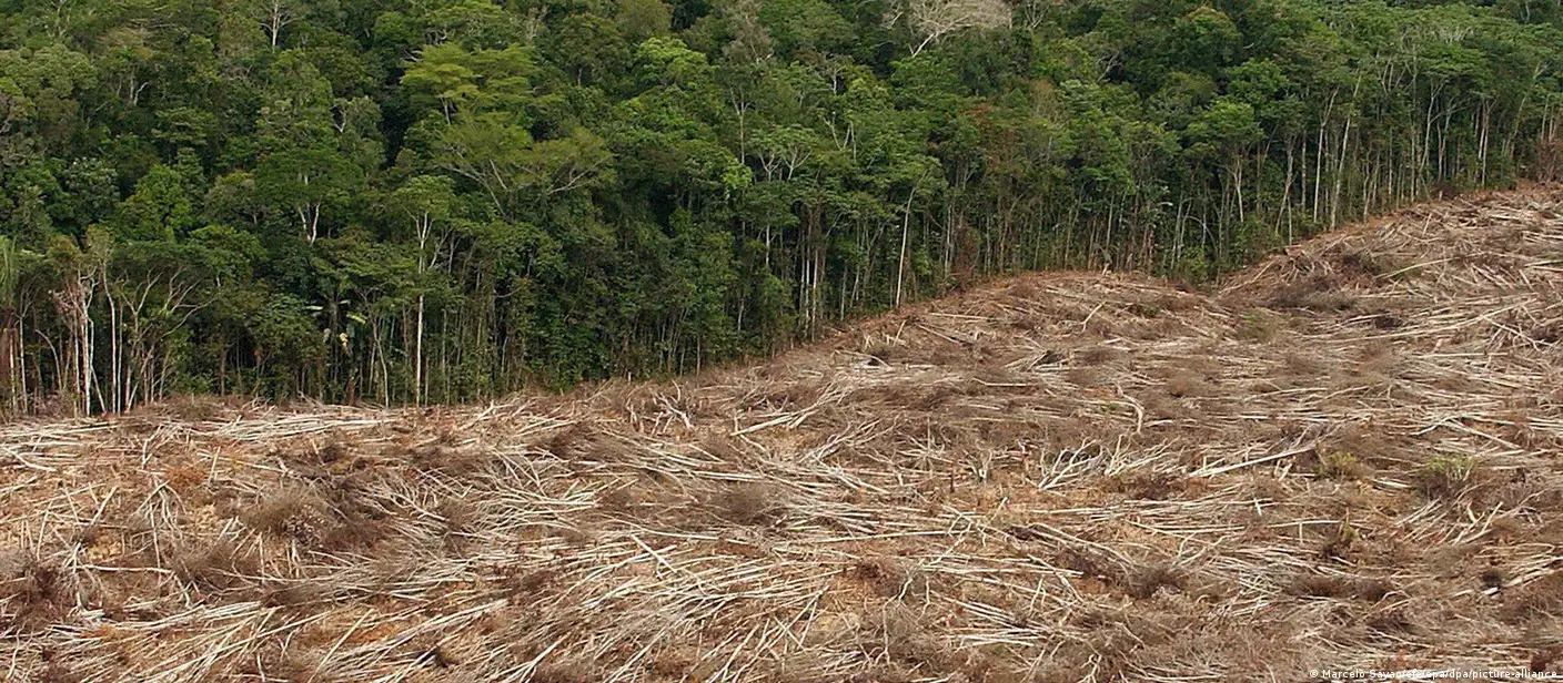 Desmatamento amazônico dobrou, mostram imagens de satélite – DW – 08/02/2020, image size:1408x616