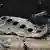 Уламки літака Boeing авіакомпанії МАУ, який був збитий поблизу Тегерана