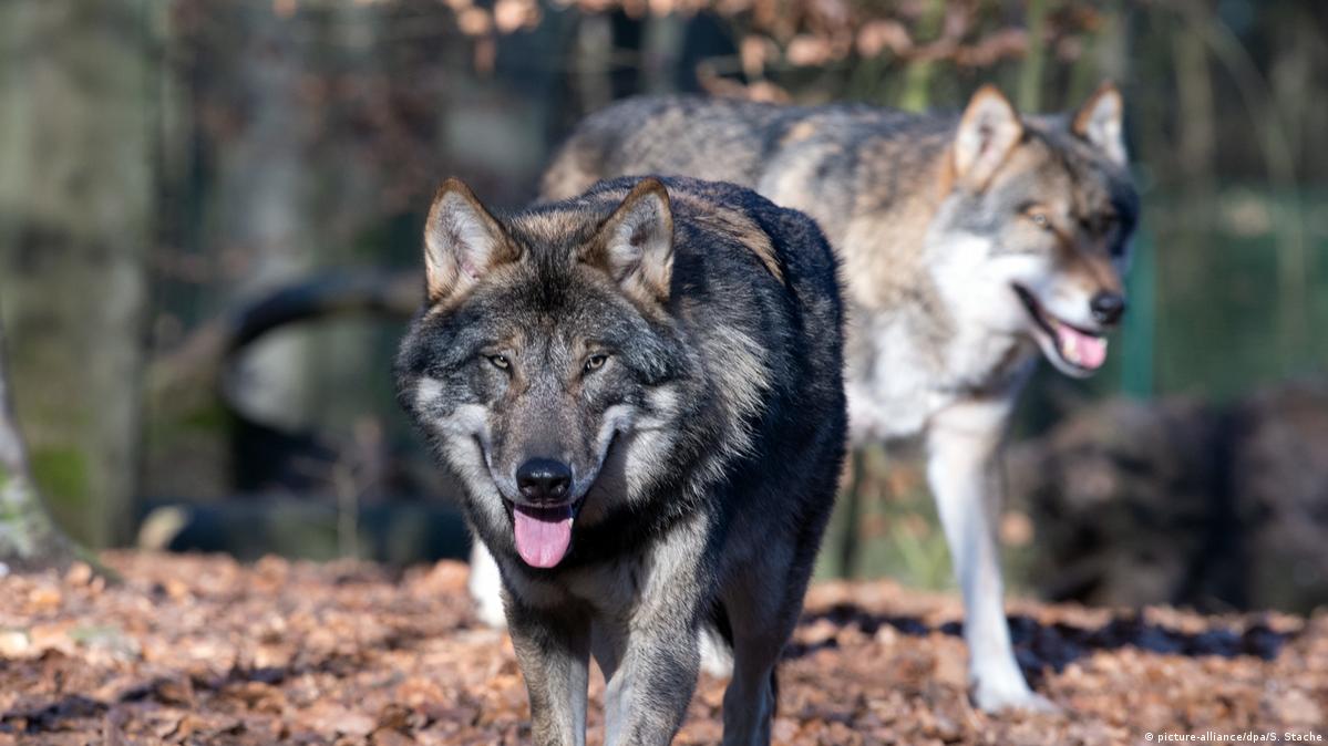 More wolves being killed illegally in Germany – DW – 10/02/2021