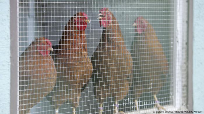 Aves de corral en Alemania. 