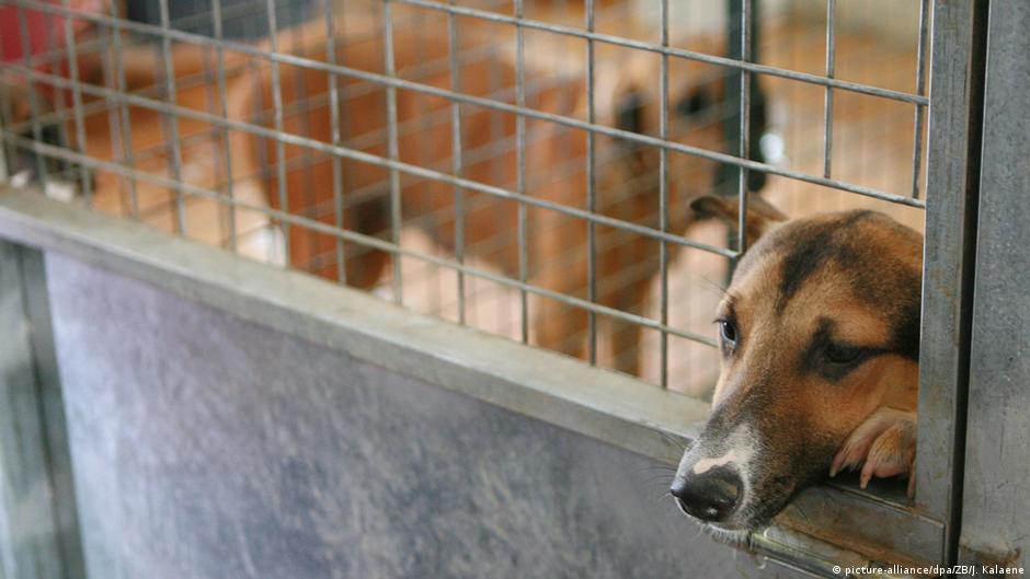 Skloništa za životinje u Nemačkoj su puna