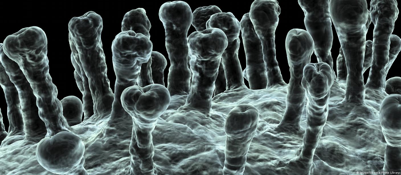 Kad će doći vakcina protiv korona virusa? – DW – 29.01.2020, image size:1408x616