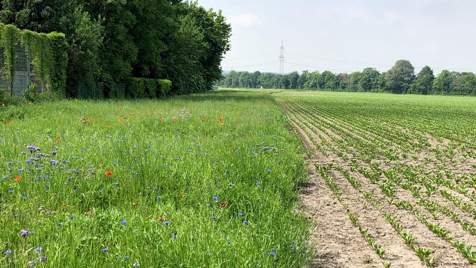 How can we make agriculture greener? – DW – 01/31/2020 How can we make agriculture greener? – DW – 01/31/2020
