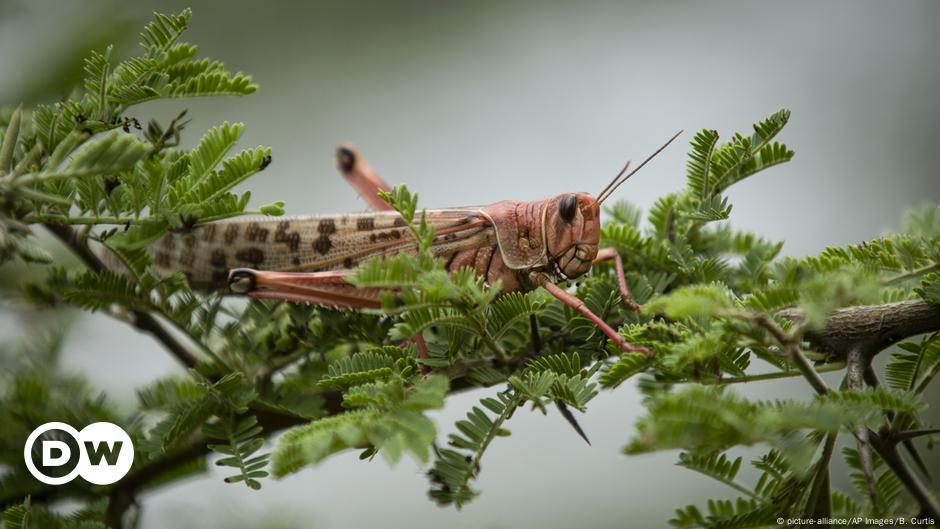 Kenya's next wave — of locusts DW 01/14/2021