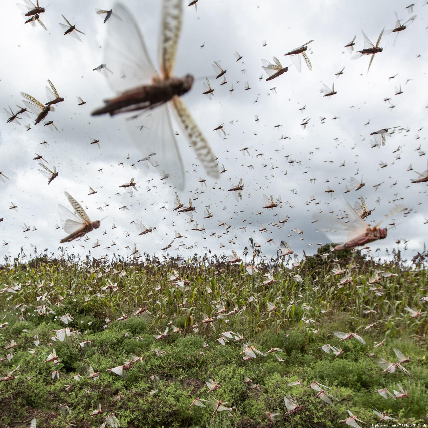 Living Planet: Invasion of species