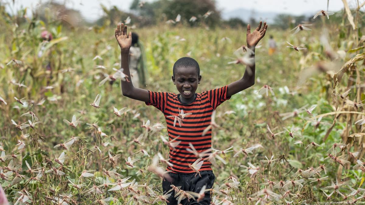 Kenya's Farmers Struggle As Locusts Descend – DW – 01/27/2021