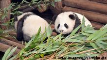 Tapsige Panda-Zwillinge bezaubern Berliner Journalisten