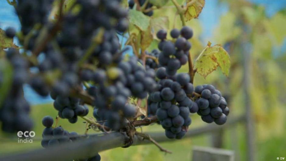 Norwegian wine DW 01/29/2020