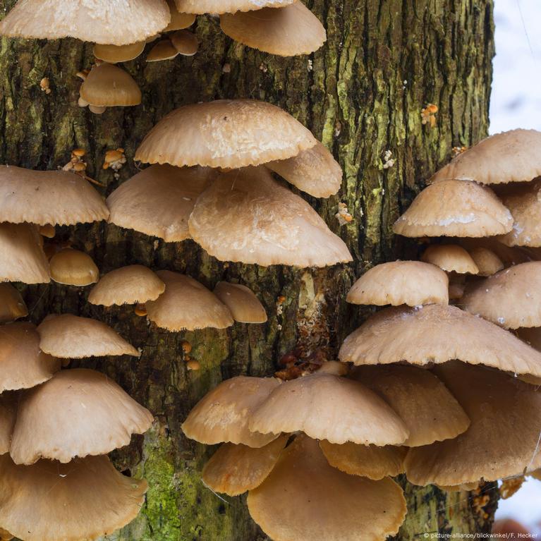 20 видов съедобных грибов: названия, фото, способы употребления – Алатау